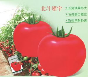 供应北斗领宇—番茄种子