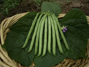 供应浓绿江户川—刀豆种子