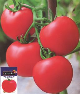 供应北斗五号—番茄种子