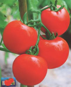 供应北斗宏澳—番茄种子