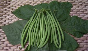供应华绿4号—刀豆种子