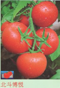 供应北斗博悦—番茄种子