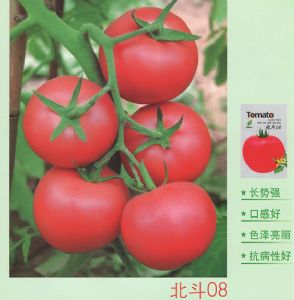 供应北斗08—番茄种子