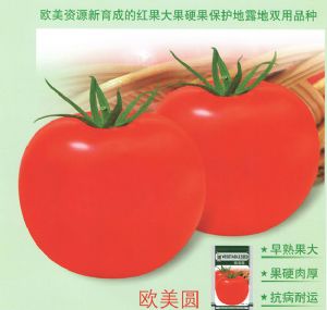 供应欧美圆—番茄种子