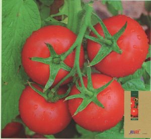 供应凯特—番茄种子