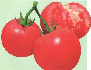 供应欧亚圣华—番茄种子