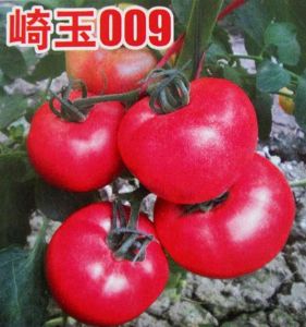 供应崎玉009—番茄种子