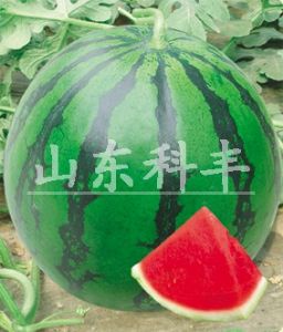 供应中华大团圆 F1—西瓜种子