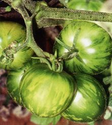 供应柿都绿彩球--番茄种子