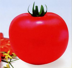 供应柿都粉王--番茄种子