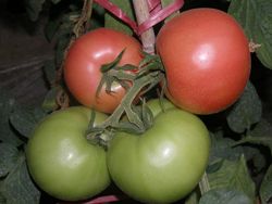 供应东方之珠--番茄种子