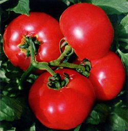 供应绿丰杂交二号--番茄种子