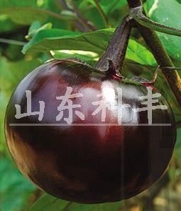 供应太空紫霸 F1—茄子种子