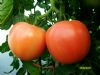 供应博瑞F1—番茄种子