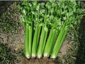 供应绿洲—芹菜种子