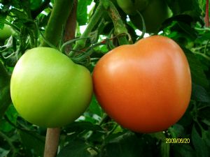 供应新动力—番茄种子