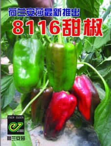 供应8116甜椒—甜椒种子