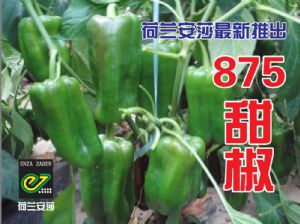 供应875甜椒—甜椒种子