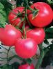 供应优质艾丽莎番茄种子