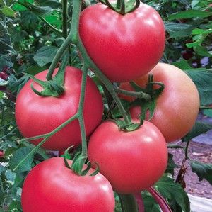 供应天宝335—番茄种子