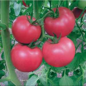 供应天宝366—番茄种子