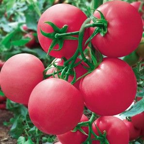 供应卓粉227—番茄种子