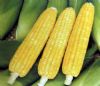 供应华珍—甜玉米种子