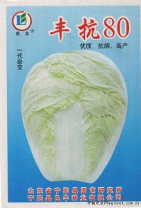 供应丰抗80——白菜种子