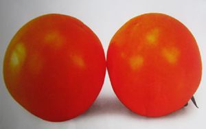 供应金光—番茄种子