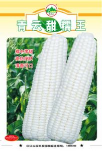 供应青云甜糯王—菜用玉米种子