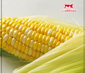 供应爱木KK-38—玉米种子