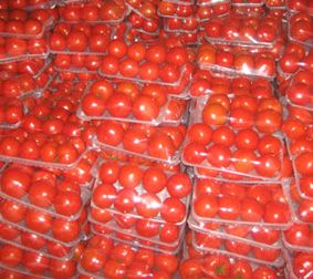 供应番茄—昌乐无公害番茄