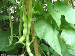 供应豆角—优质蔬菜