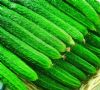 供应优质黄瓜—优质蔬菜