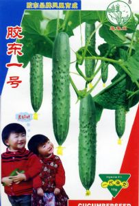 供应胶东一号—黄瓜种子