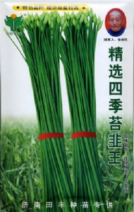 供应精选四季苔韭王—韭菜种子