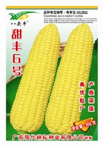 供应甜丰6号—玉米种子