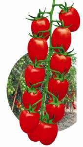 供应冬艳红番茄—番茄种子