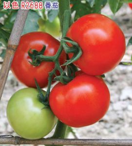供应以色列R2688大果番茄—番茄种子