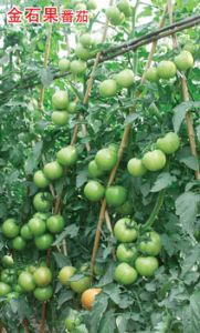 供应金石果—番茄种子