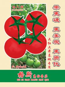 供应格斯番茄—番茄种子