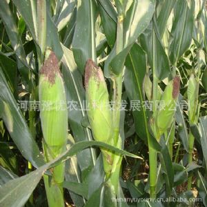 供应天泰14——玉米种子