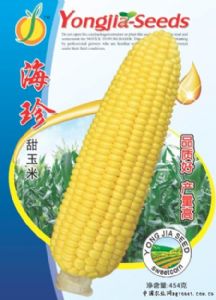 供应海珍甜玉米——玉米品种