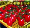 供应惠粉99-番茄种子