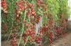 供应超贝脆甜-番茄种子