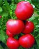 供应惠农美粉-番茄种子