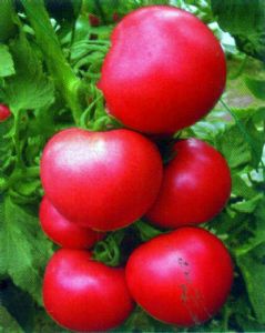 供应惠农美粉-番茄种子