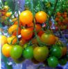 供应夏日阳光-番茄种子