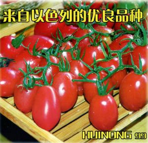 供应惠农99—番茄种子