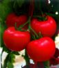 供应邦妮-番茄种子